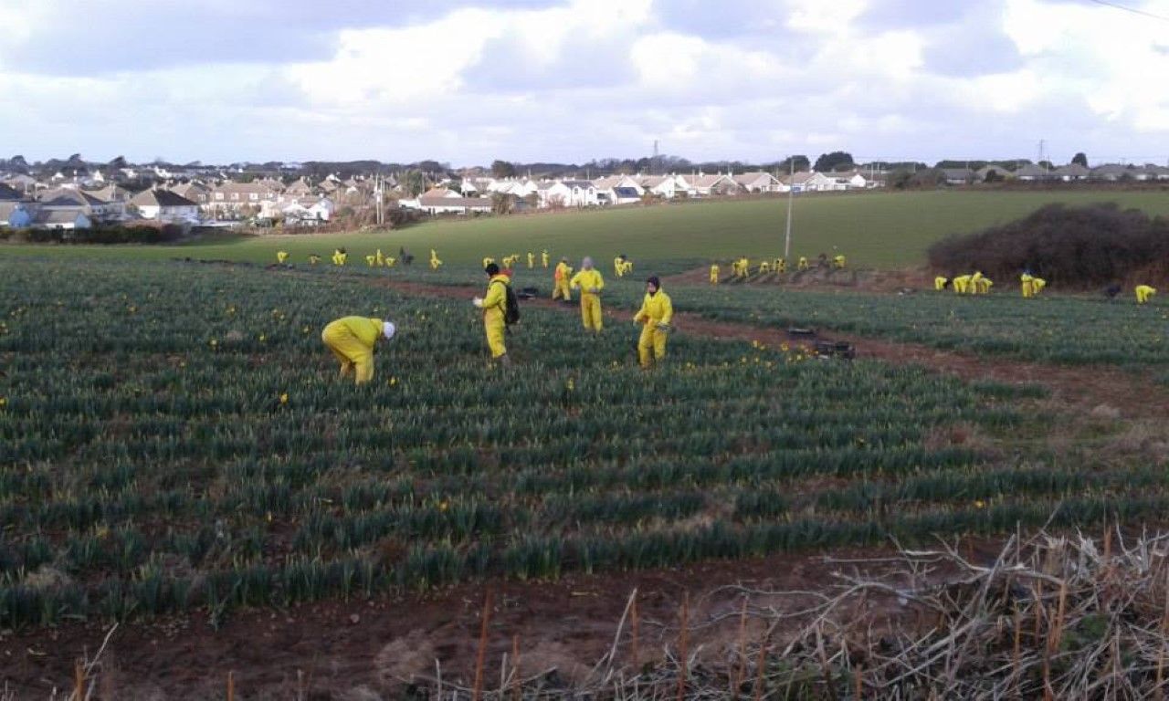 multiple people in yellow overalls doing field work