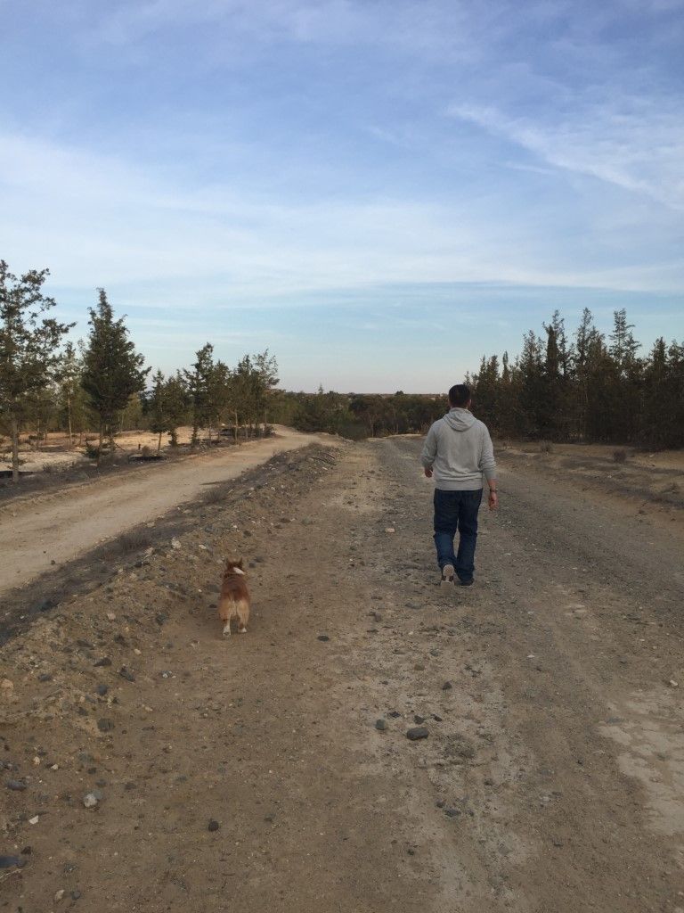 Life's no longer a beach for one dev and his dog