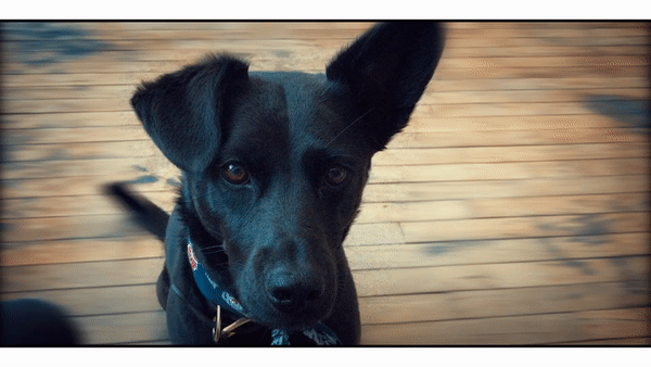 Animated image of the eponymous Shadow licking its snout.