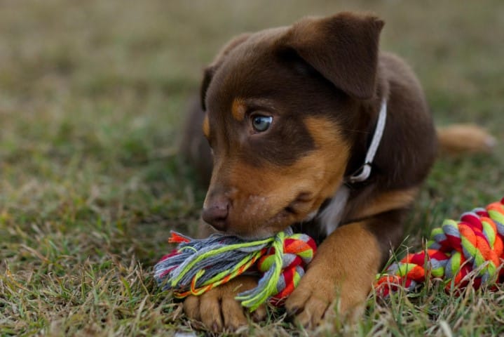 Photo of a playful puppy to illustrate case study on how Apify powers an app to help find lost pets